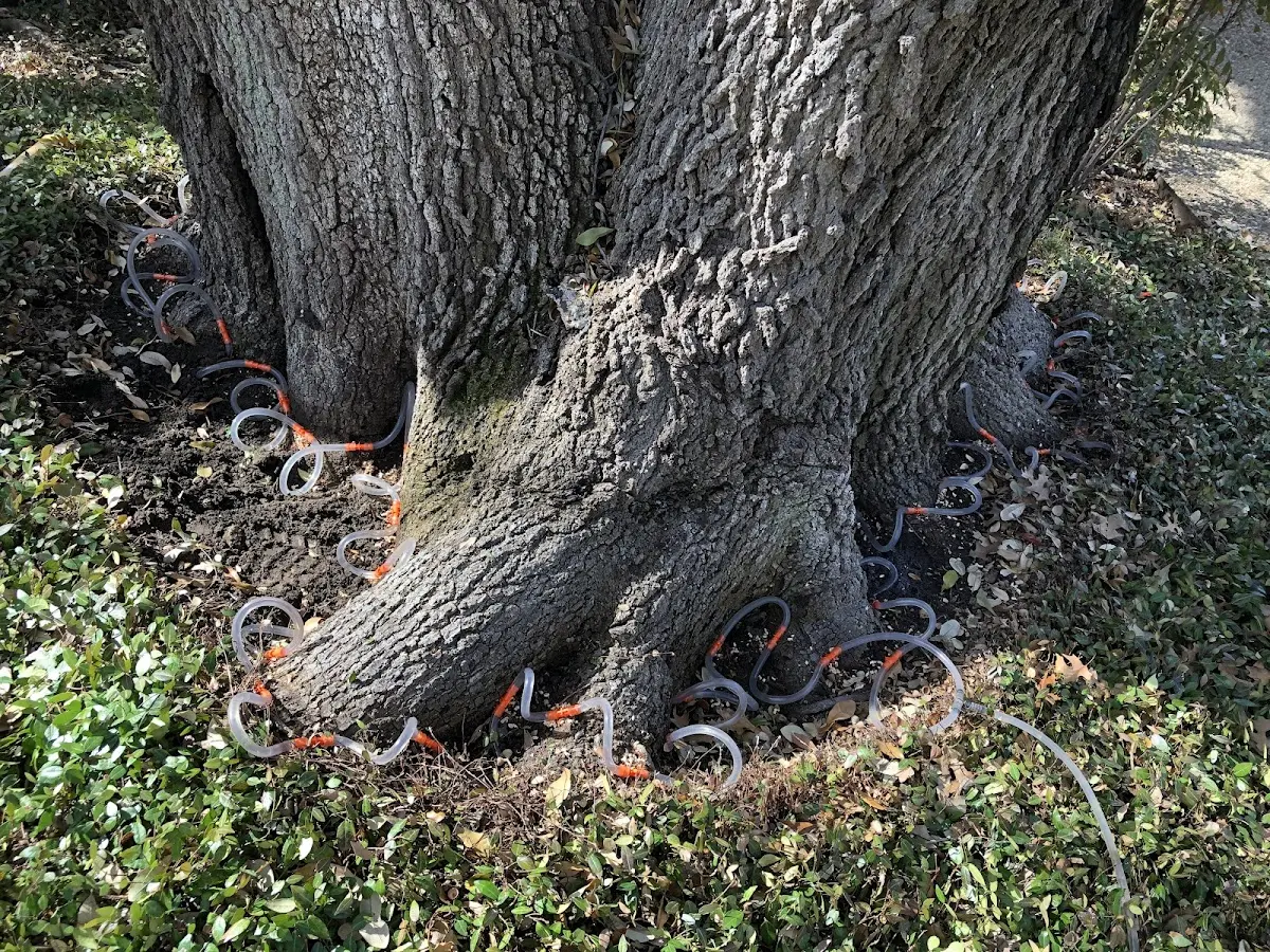 Detailed Tree Cabling and Bracing job site in Lodge