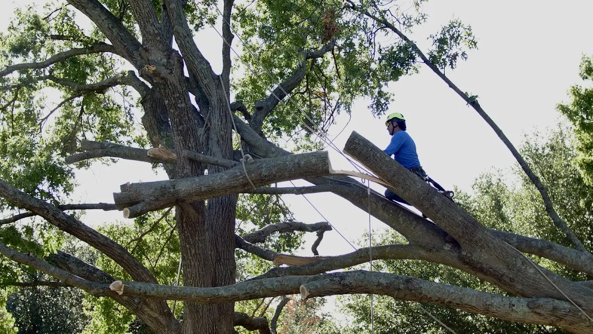 Professional Hazardous Tree Removal performed by certified arborists in Lodge