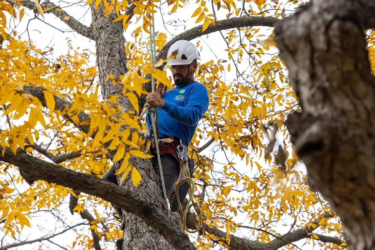 Skilled Tree Trimming crew working in Lodge